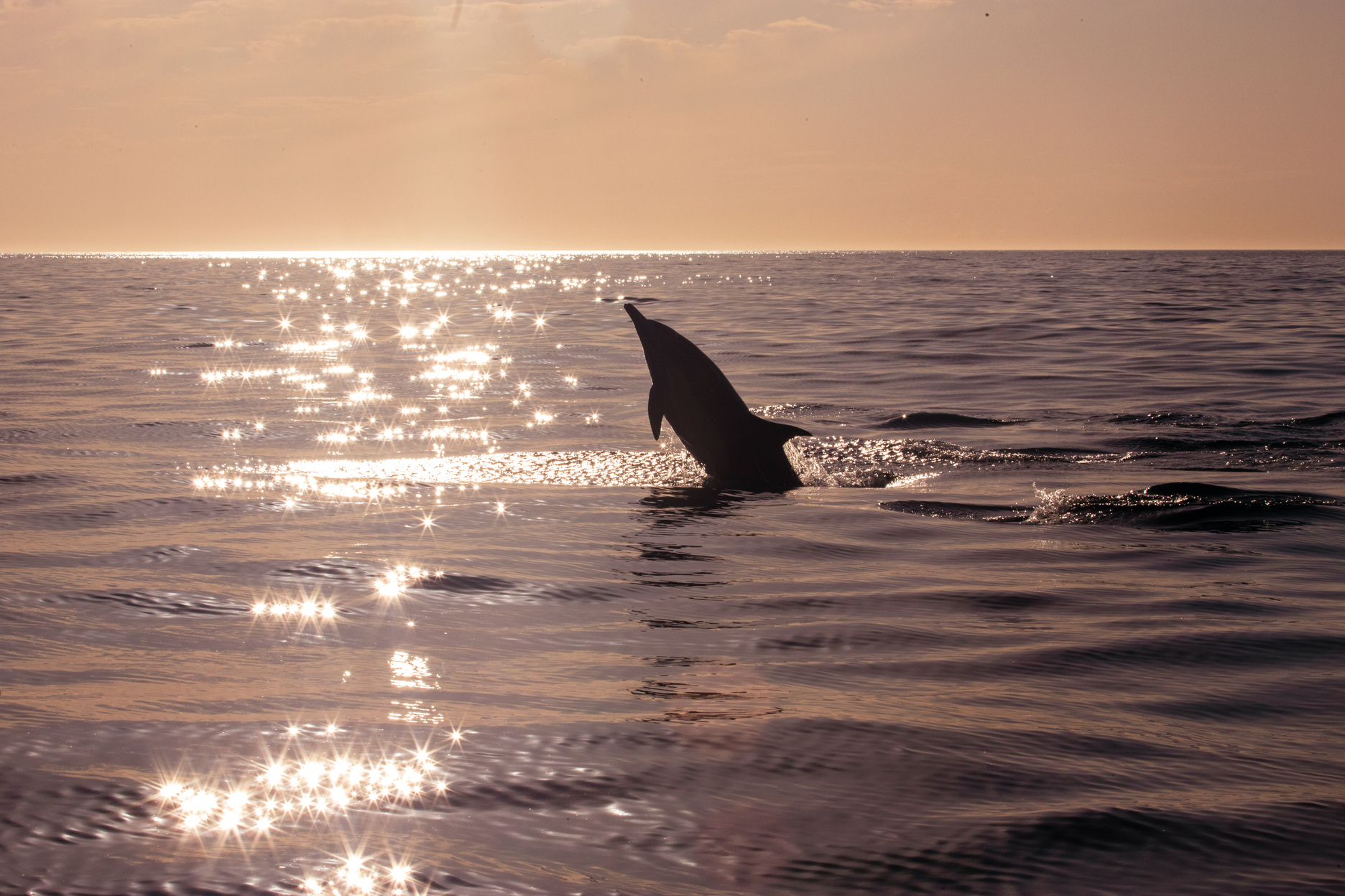 Silhouette Shot Dolphin Playing on the Sea During Sunset